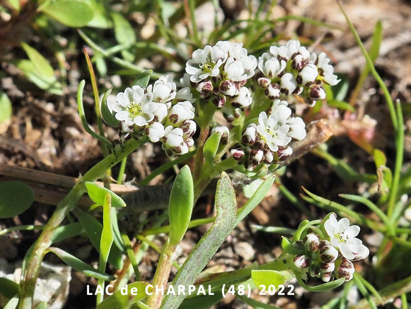 Strapwort, [Riverside] flower